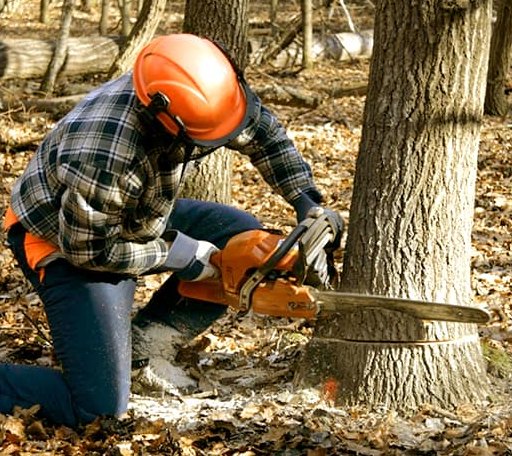 Tree Removal in Cohoctah, MI